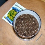 Fill can with soil, leaving about an inch of space at top. Add seeds & water generously.