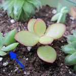 This picture shows new growth from clippings taken from the succulent on the right in my terrarium. The end was burried in the soil and a new sprout came up from the roots adjacent to the clipped piece.